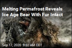 Ice Age Bear Found With Fur, Organs Intact