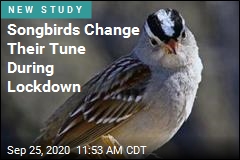 Weird Pandemic Result: &#39;Sexier&#39; Bird Songs