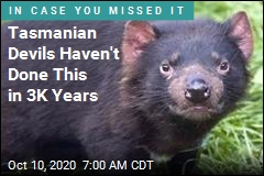 Tasmanian Devils Haven&#39;t Done This in 3K Years