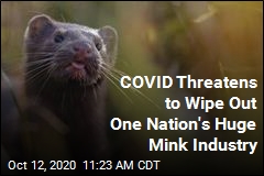 A Huge Mink Exporter Is Killing Its Animals