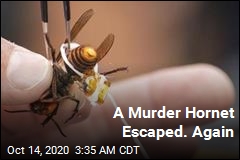 A Murder Hornet Escaped. Again
