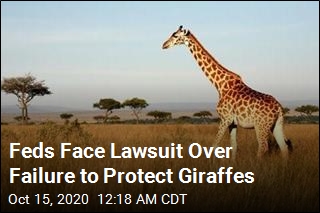 Feds to Be Sued Over Failure to Protect Giraffes