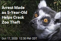 &#39;There&#39;s a Lemur!&#39; 5-Year-Old Helps Crack Zoo Theft Case
