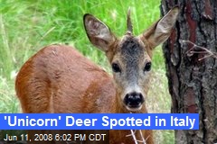 'Unicorn' Deer Spotted in Italy