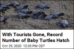 With Tourists Gone, Record Number of Baby Turtles Hatch