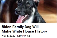 Biden Family Dog Is a First for the White House