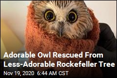 Teensy Owl Rescued From Infamous Rockefeller Tree