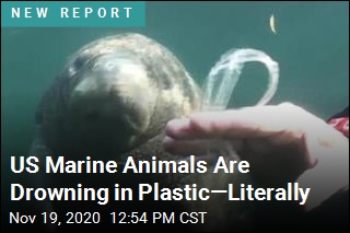 US Marine Animals Are Drowning in Plastic&mdash;Literally