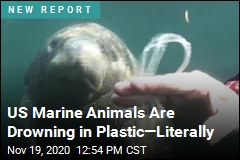 US Marine Animals Are Drowning in Plastic&mdash;Literally