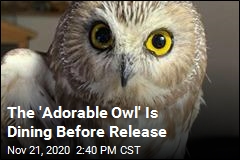How the &#39;Adorable Owl&#39; Is Doing