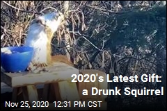 2020&#39;s Latest Gift: a Drunk Squirrel