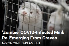 COVID-Infected Mink Re-Emerging From Graves