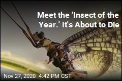 Honored Insect Has Little Time to Celebrate