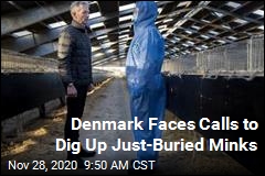 Denmark Now Considers Incinerating Buried Minks