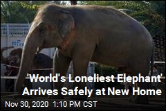 &#39;World&#39;s Loneliest Elephant&#39; Has a New Home