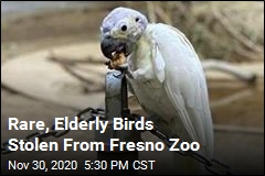 Rare, Elderly Birds Stolen From Fresno Zoo