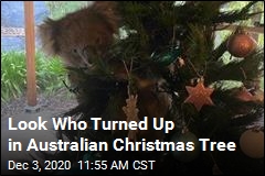 Very Australian Guest Invades Family&#39;s Christmas Tree