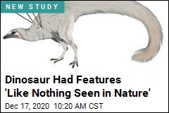 Dinosaur Had Features &#39;Like Nothing Seen in Nature&#39;