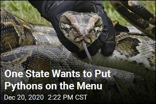 One State Wants to Put Pythons on the Menu
