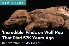 Here&#39;s How Mummified Ice Age Wolf Pup Likely Died