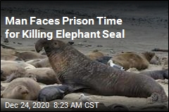 Man Faces Prison Time for Killing Elephant Seal