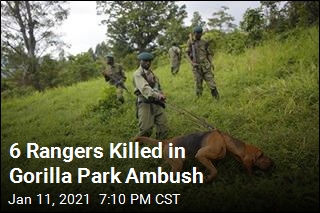 6 Rangers Killed in Gorilla Reserve