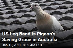 Australia Decides Not to Kill That Pigeon After All