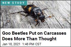 Goo That Beetles Spread on Carcasses Is Kind of Amazing