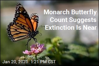 Monarch Butterfly Count Suggests Extinction Is Near