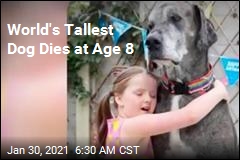 World&#39;s Tallest Dog Dies at Age 8