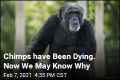Chimps have Been Dying. Now We May Know Why