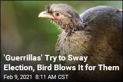 &#39;Guerrillas&#39; Try to Sway Election, Bird Blows It for Them