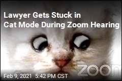 Lawyer Accidentally Appears as Kitten for Zoom Hearing