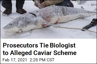 Prosecutors Tie Biologist to Alleged Caviar Scheme