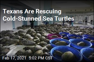 Texans Are Rescuing Cold-Stunned Sea Turtles