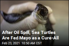 After Oil Spill, Sea Turtles Are Fed Mayo as a Cure-All
