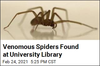 Venomous Spiders Prompt University Library Shutdown