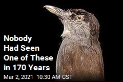 170 Years Later, a Long-Lost Bird Is Back