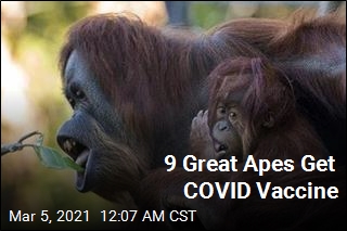 For First Time, Non-Humans Get COVID Vaccine