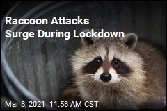 Pandemic Drives 62% Increase in Raccoon Attacks