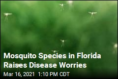 Florida Mosquito Species Raises Yellow Fever Concerns