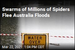 Swams of Millions of Spiders Flee Australia Floods