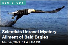 Scientists Unravel Mystery Ailment of Bald Eagles