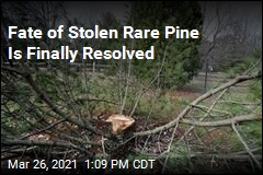 Fate of Stolen Tree Is Finally Resolved