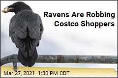 Ravens Are Robbing Costco Shoppers