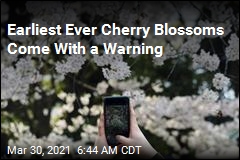 Earliest Ever Cherry Blossoms Come With a Warning