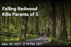 Falling Redwood Orphans 3 Kids