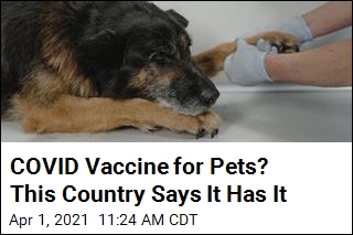 Russia Says It Has World&#39;s First COVID Vaccine for Pets
