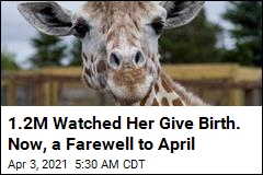Farewell to Giraffe Who Became YouTube Star