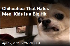 Chihuahua That Hates Men, Kids Is a Big Hit